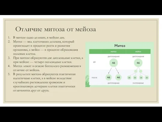 Отличие митоза от мейоза В митозе одно деление, в мейозе