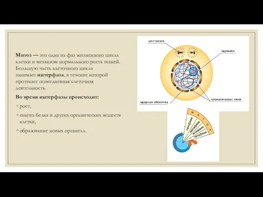 Митоз — это одна из фаз жизненного цикла клетки и