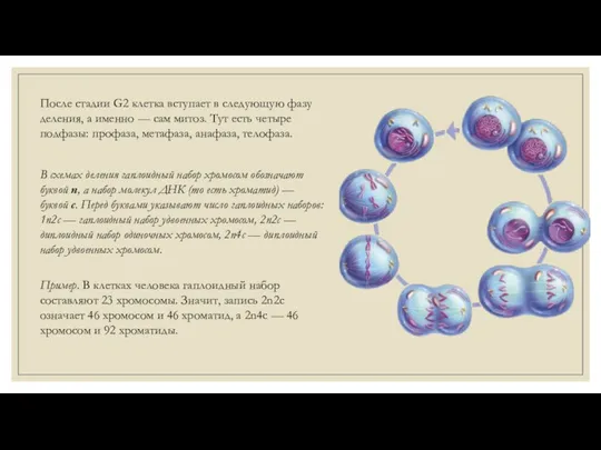 После стадии G2 клетка вступает в следующую фазу деления, а