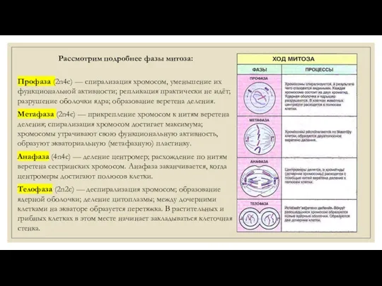 Рассмотрим подробнее фазы митоза: Профаза (2n4с) — спирализация хромосом, уменьшение