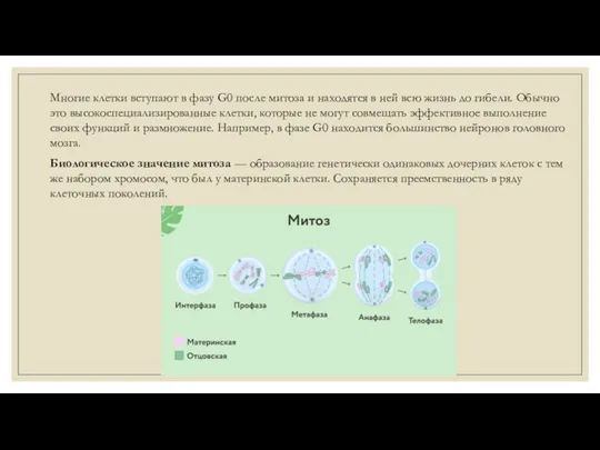 Многие клетки вступают в фазу G0 после митоза и находятся