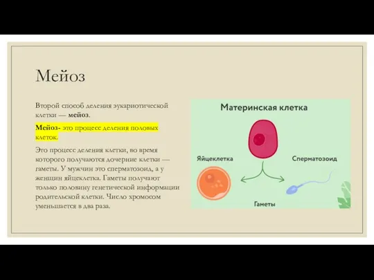 Мейоз Второй способ деления эукариотической клетки — мейоз. Мейоз- это