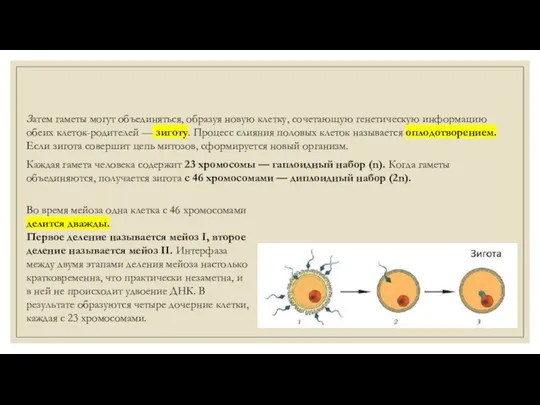 ‍Затем гаметы могут объединяться, образуя новую клетку, сочетающую генетическую информацию