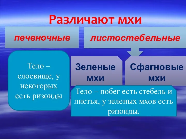 Различают мхи печеночные листостебельные Тело – слоевище, у некоторых есть