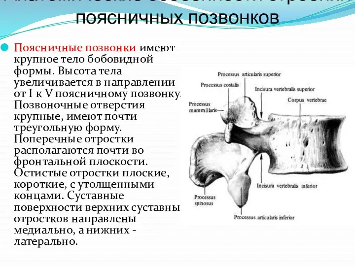 Анатомические особенности строения поясничных позвонков Поясничные позвонки имеют крупное тело