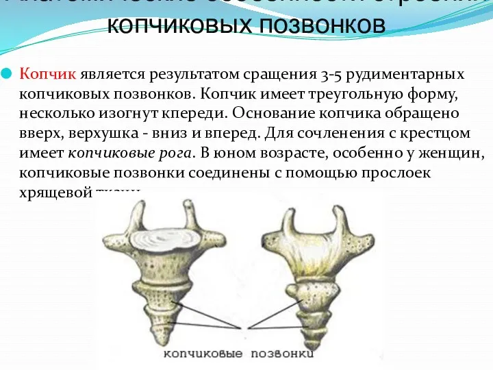 Анатомические особенности строения копчиковых позвонков Копчик является результатом сращения 3-5