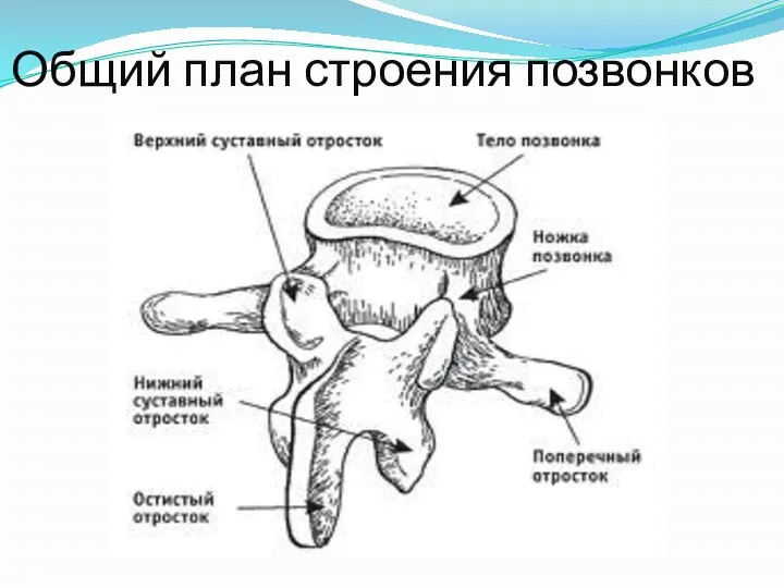 Общий план строения позвонков