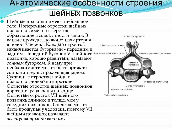 Анатомические особенности строения шейных позвонков Шейные позвонки имеют небольшое тело.