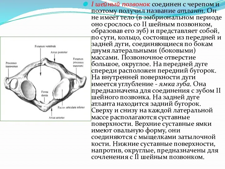 I шейный позвонок соединен с черепом и поэтому получил название