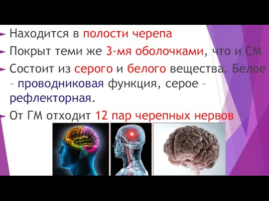 Находится в полости черепа Покрыт теми же 3-мя оболочками, что