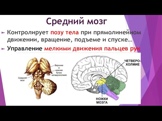 Средний мозг Контролирует позу тела при прямолинейном движении, вращение, подъеме