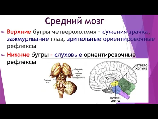 Средний мозг Верхние бугры четверохолмия – сужения зрачка, зажмуривание глаз,