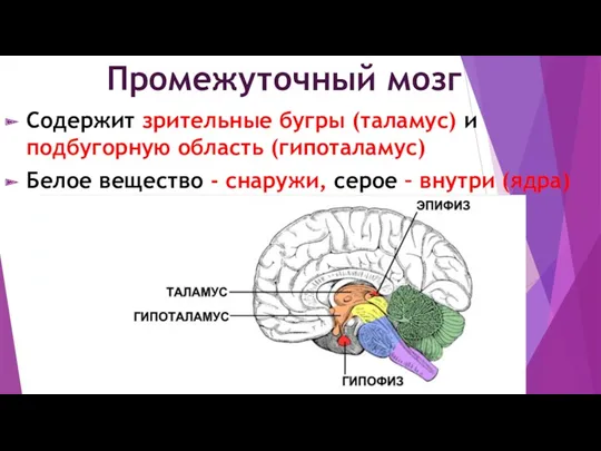 Промежуточный мозг Содержит зрительные бугры (таламус) и подбугорную область (гипоталамус)