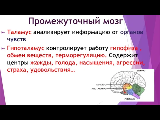 Промежуточный мозг Таламус анализирует информацию от органов чувств Гипоталамус контролирует