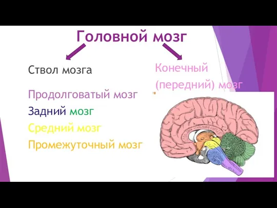 Головной мозг Ствол мозга Продолговатый мозг Задний мозг Средний мозг Промежуточный мозг Конечный (передний) мозг