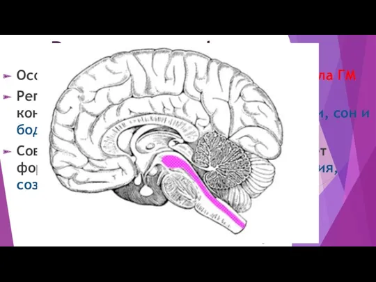 Ретикулярная формация Особая сеть, образованная нейронами ствола ГМ Регулирует возбудимость