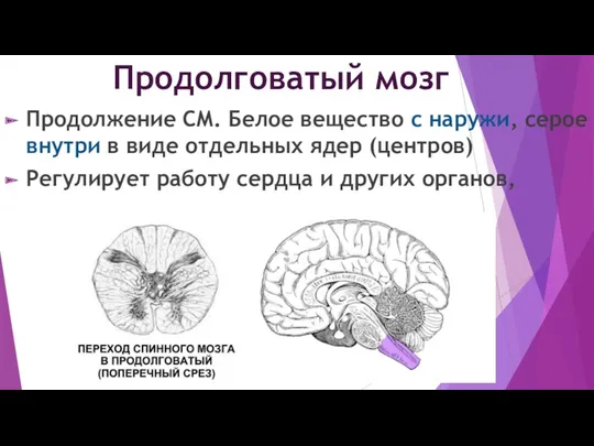 Продолговатый мозг Продолжение СМ. Белое вещество с наружи, серое внутри