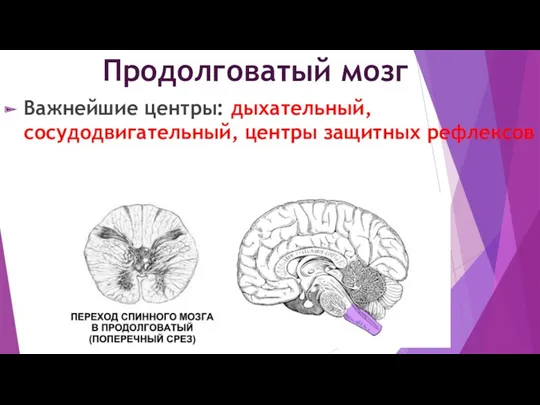 Продолговатый мозг Важнейшие центры: дыхательный, сосудодвигательный, центры защитных рефлексов