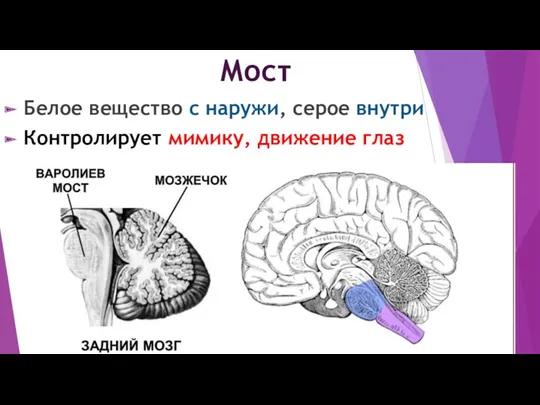 Мост Белое вещество с наружи, серое внутри Контролирует мимику, движение глаз