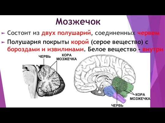 Мозжечок Состоит из двух полушарий, соединенных червем Полушария покрыты корой