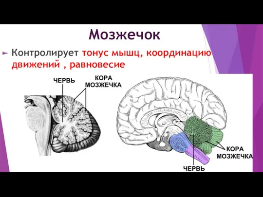 Мозжечок Контролирует тонус мышц, координацию движений , равновесие