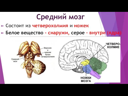 Средний мозг Состоит из четверохолмия и ножек Белое вещество - снаружи, серое – внутри (ядра)