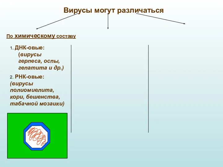 Вирусы могут различаться По химическому составу 1. ДНК-овые: (вирусы герпеса,