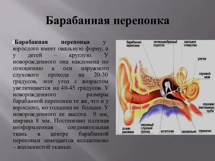 Барабанная перепонка Барабанная перепонка у взрослого имеет овальную форму, а