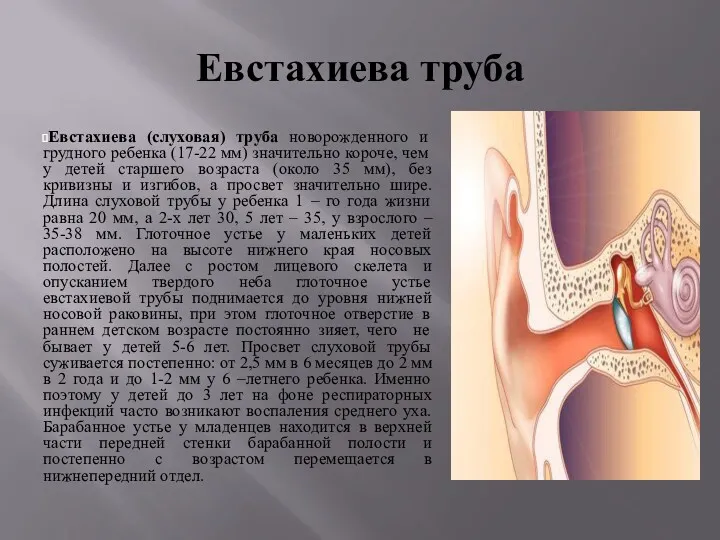 Евстахиева труба Евстахиева (слуховая) труба новорожденного и грудного ребенка (17-22