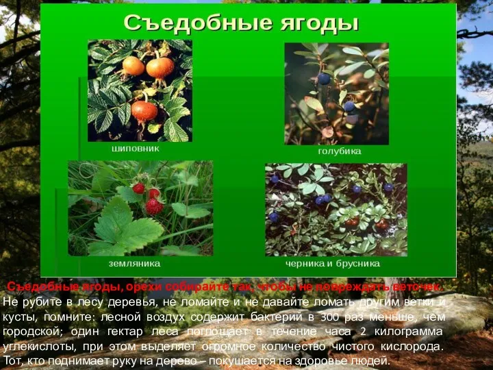 Съедобные ягоды, орехи собирайте так, чтобы не повреждать веточек. Не