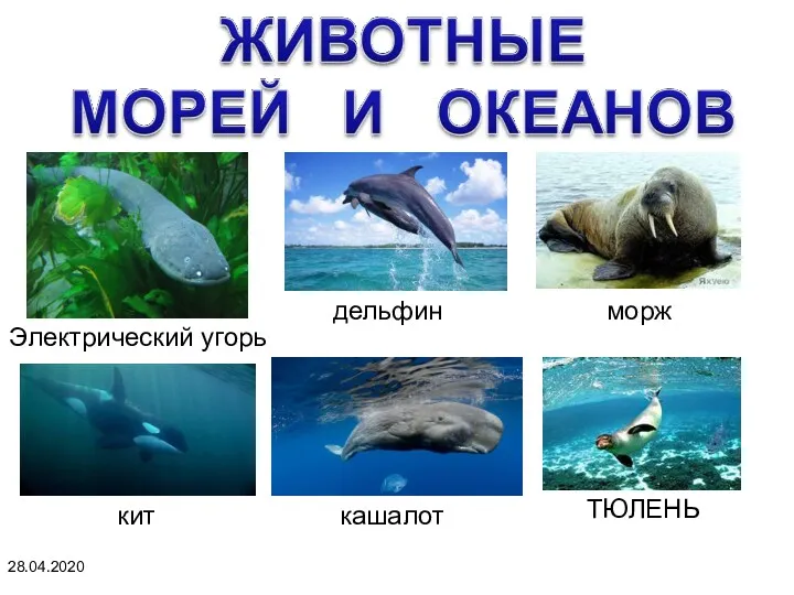 28.04.2020 дельфин Электрический угорь кит кашалот морж ТЮЛЕНЬ