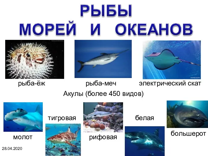 28.04.2020 рыба-ёж рыба-меч электрический скат Акулы (более 450 видов) молот тигровая рифовая белая большерот