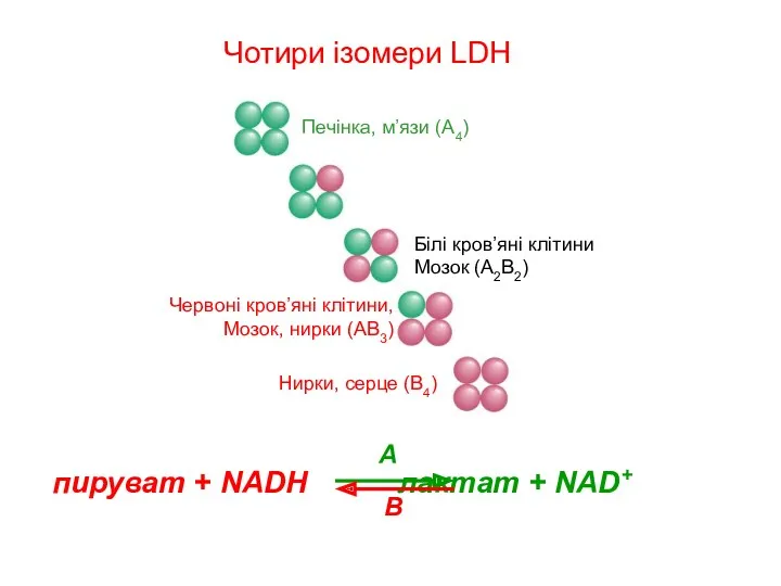 пируват + NADH лактат + NAD+ A B