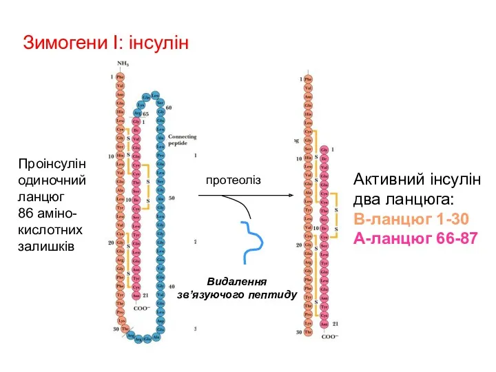 протеоліз Зимогени I: інсулін Проінсулін одиночний ланцюг 86 aміно- кислотних