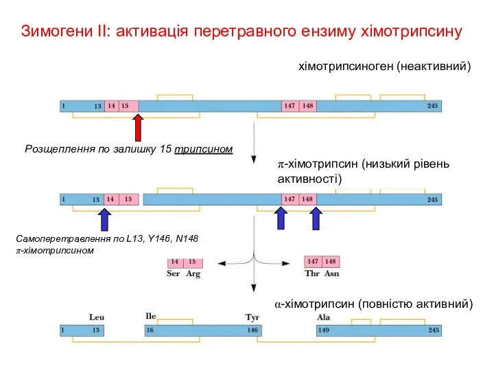 Зимогени II: активація перетравного ензиму хімотрипсину хімотрипсиноген (неактивний) α-хімотрипсин (повністю