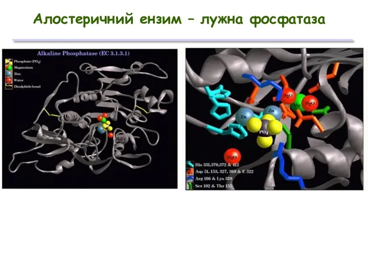 Алостеричний ензим – лужна фосфатаза