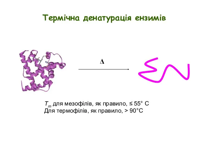 Δ Tm для мезофілів, як правило, ≤ 55° C Для