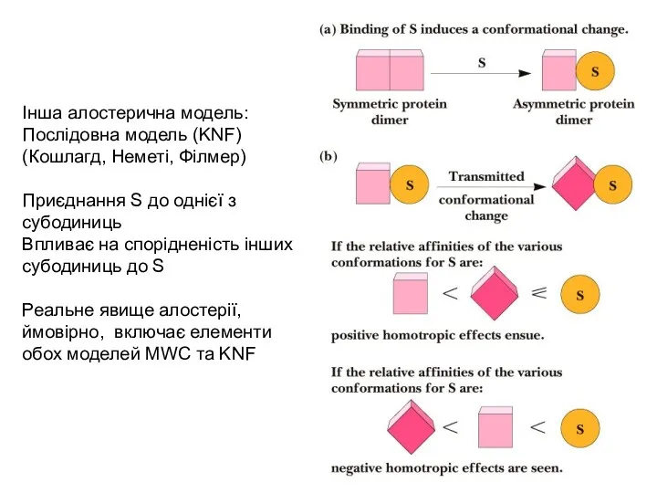 Інша алостерична модель: Послідовна модель (KNF) (Кошлагд, Неметі, Філмер) Приєднання