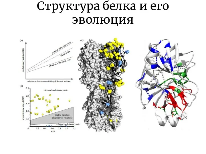 Структура белка и его эволюция