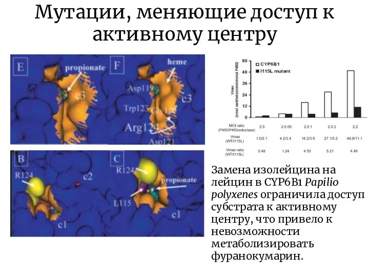 Мутации, меняющие доступ к активному центру Замена изолейцина на лейцин в CYP6B1 Papilio