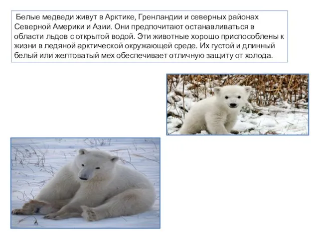 Белые медведи живут в Арктике, Гренландии и северных районах Северной Америки и Азии.