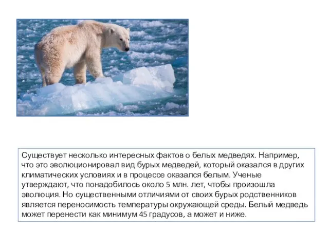 Существует несколько интересных фактов о белых медведях. Например, что это эволюционировал вид бурых