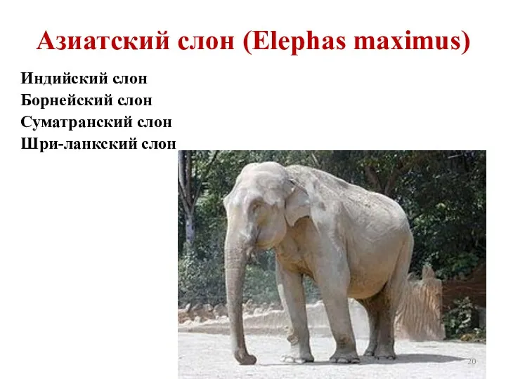 Азиатский слон (Elephas maximus) Индийский слон Борнейский слон Суматранский слон Шри-ланкский слон