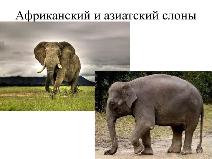 Африканский и азиатский слоны