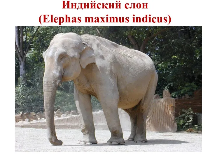 Индийский слон (Elephas maximus indicus)