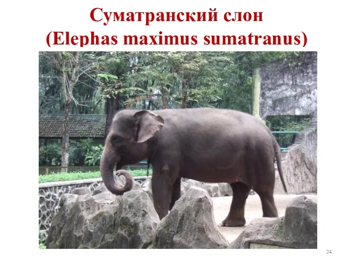 Суматранский слон (Elephas maximus sumatranus)
