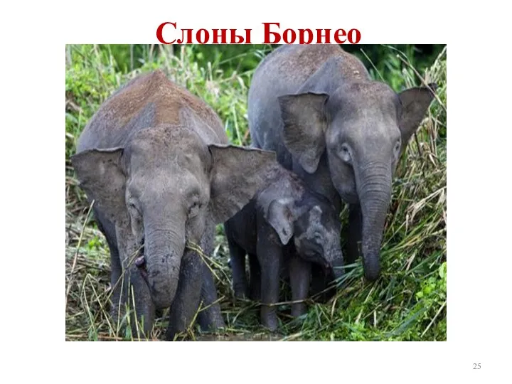 Слоны Борнео