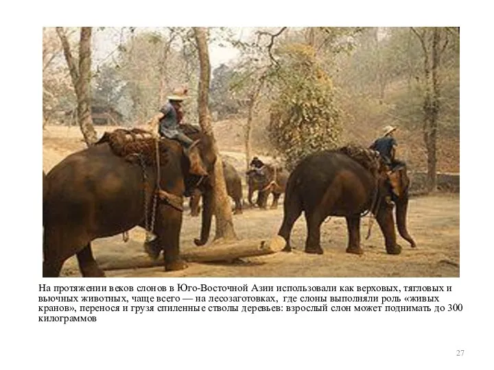 На протяжении веков слонов в Юго-Восточной Азии использовали как верховых, тягловых и вьючных