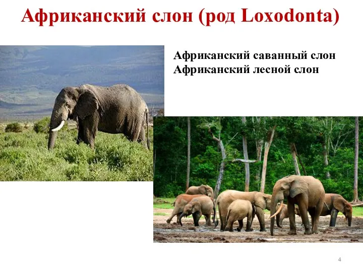Африканский слон (род Loxodonta) Африканский саванный слон Африканский лесной слон