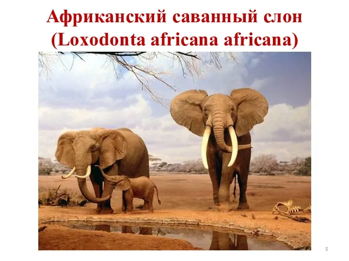 Африканский саванный слон (Loxodonta africana africana)